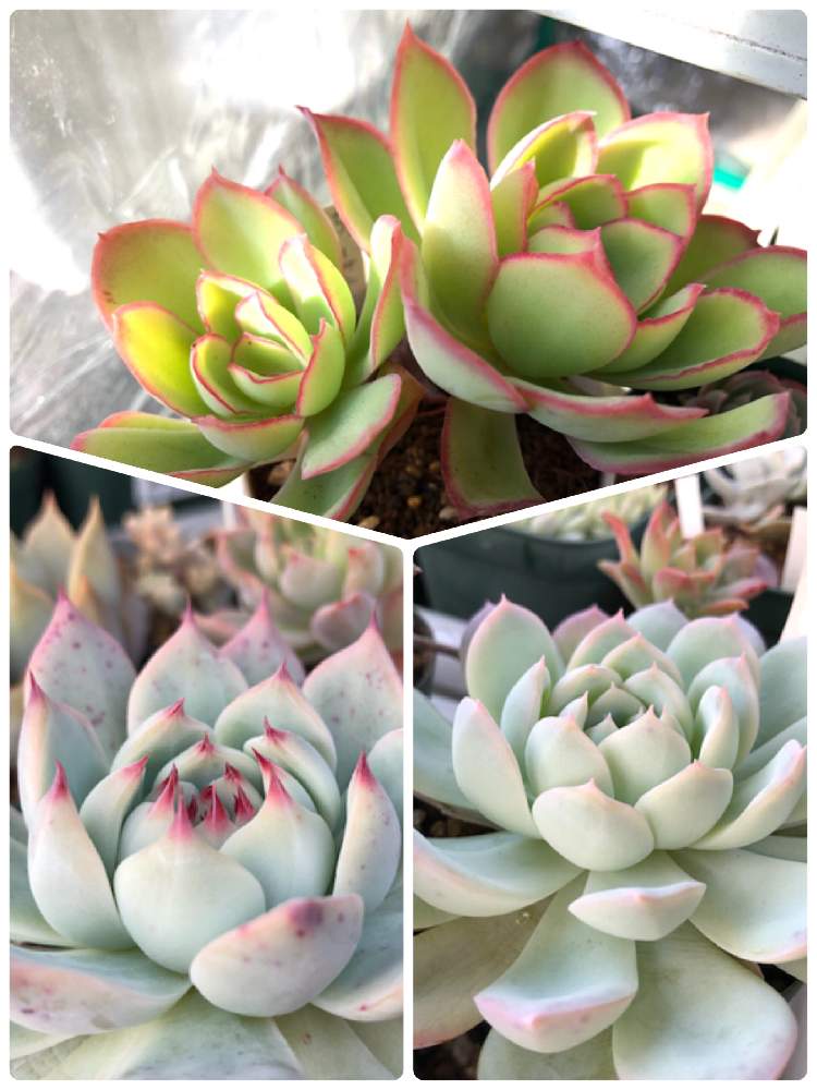 桃太郎の投稿画像 By 緑一色さん エレガンスとパリダプリンスと多肉植物とエケベリアの紅葉と多肉マニアとエケベリア 桃太郎と紅葉する多肉と植中毒と多肉女子 19月12月14日 Greensnap グリーンスナップ