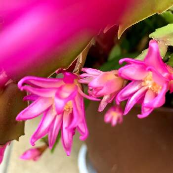 ピンクのこんぺいとうの投稿画像一覧 Greensnap グリーンスナップ