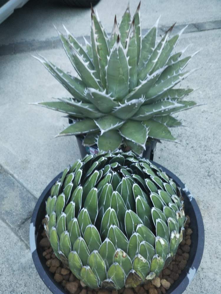 アガベの投稿画像 By 狂 豚さん アガベ 笹の雪とアガベ ジェスブレイティとトゲトゲと多肉大好きとおひとりさま多肉と狂豚日記とエンゲイ係数高めと植中毒と狂豚の独り言と珍奇植物とアガベ大好きとタニクちゃんとアガベ属とアガベ ビクトリアレジーナとアガベ 帝釈天と