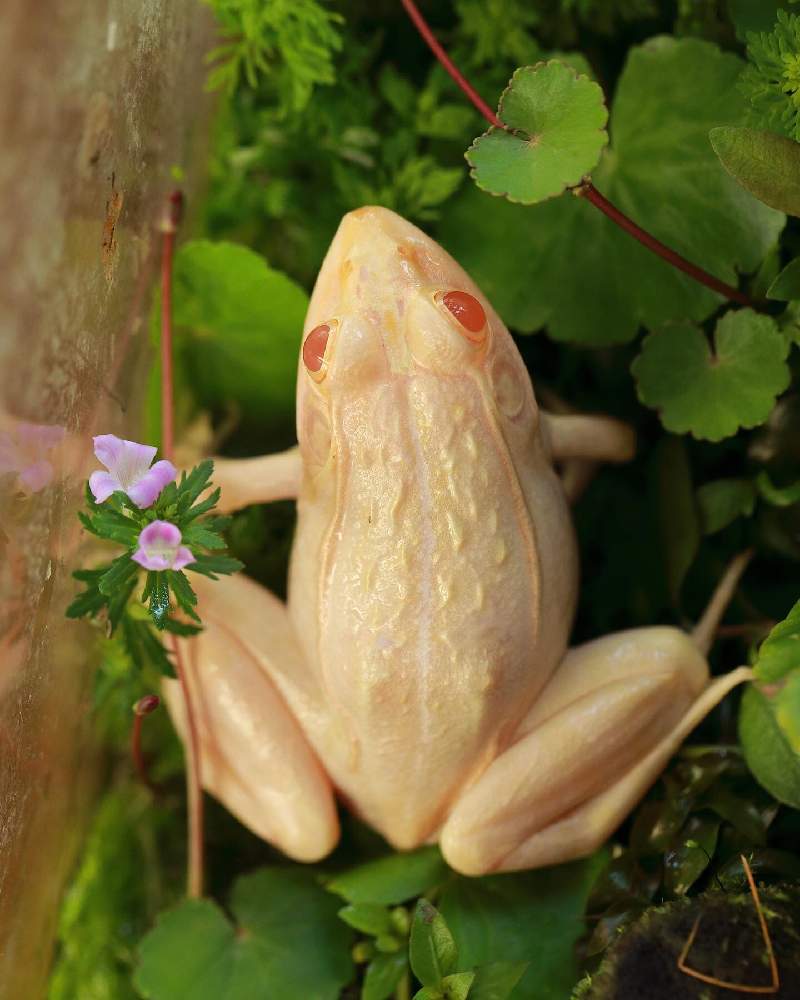 水槽の投稿画像 By えんてんさん カエルとトノサマガエルと侘び草 19月12月14日 Greensnap グリーンスナップ