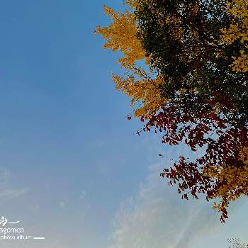 奈良市の画像 by tamagomen. nara.1964さん | 植物観察日記とiPhone11ProMaxとところにより曇りと奈良市と気温7℃と奈良県と自然観察日記と冬空と紅葉と冬の光景