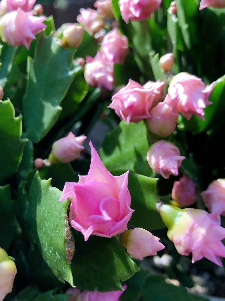 あすつく ゆう様 バラ咲きデンマークカクタス 植物 観葉植物