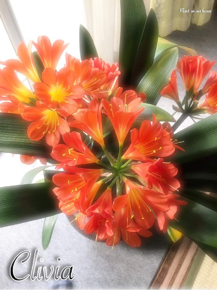 ウケザキクンシラン 受咲君子蘭 の投稿画像 By Kane Flowerさん 花のある暮らしと家庭菜園奮闘日記とクンシランと花のある暮らしと家庭菜園奮闘日記 19月12月15日 Greensnap グリーンスナップ Greensnap グリーンスナップ ウケザキクンシラン 受咲君子蘭 の投稿画像 By Kane Flowerさん 花のある暮らしと家庭菜園奮闘日記とクンシランと花のある暮らしと家庭菜園奮闘日記 19月12月15日 Greensnap グリーンスナップ Greensnap グリーンスナップ