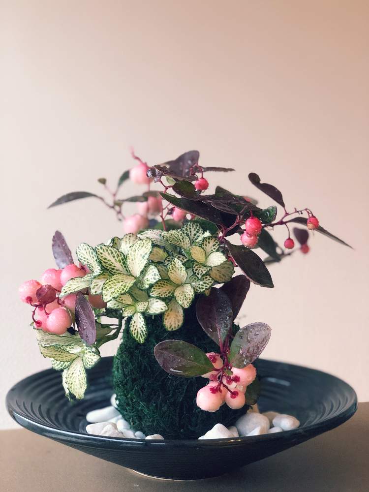 人気の贈り物が 苔玉 つばき お正月飾り ❁.*・゜ - 正月