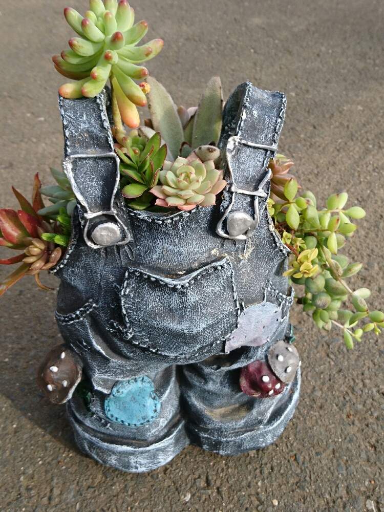 手作りの投稿画像 By ロゼットさん 多肉植物とハンドメイドフェスと手作り雑貨と多肉植物寄せ植えとワイヤークラフトと多肉女子とフェルムドフェスと紅葉多肉 19月12月15日 Greensnap グリーンスナップ