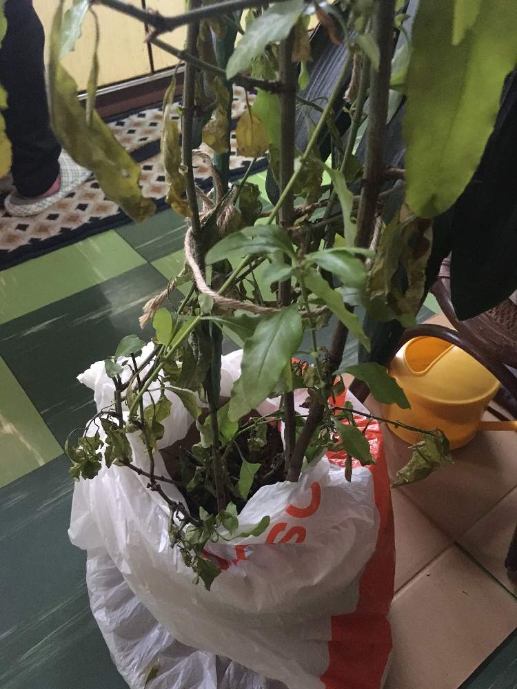 百花桜蘭さんの投稿画像 19月12月15日 Greensnap グリーンスナップ