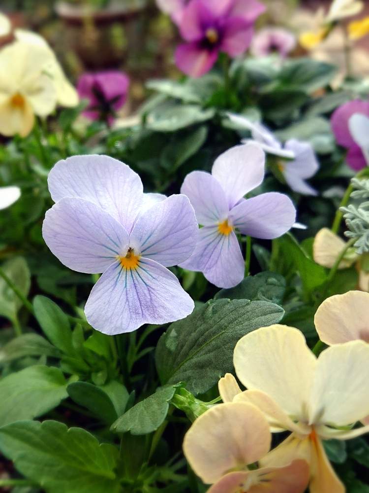 ビオラの投稿画像 By りん さん ビオラ ビビ ヘブンリーブルーと花のある暮らしとビオラ パンジーとゲブラ育種ビオラとビビ ヘブンリーブルー 19月12月15日 Greensnap グリーンスナップ