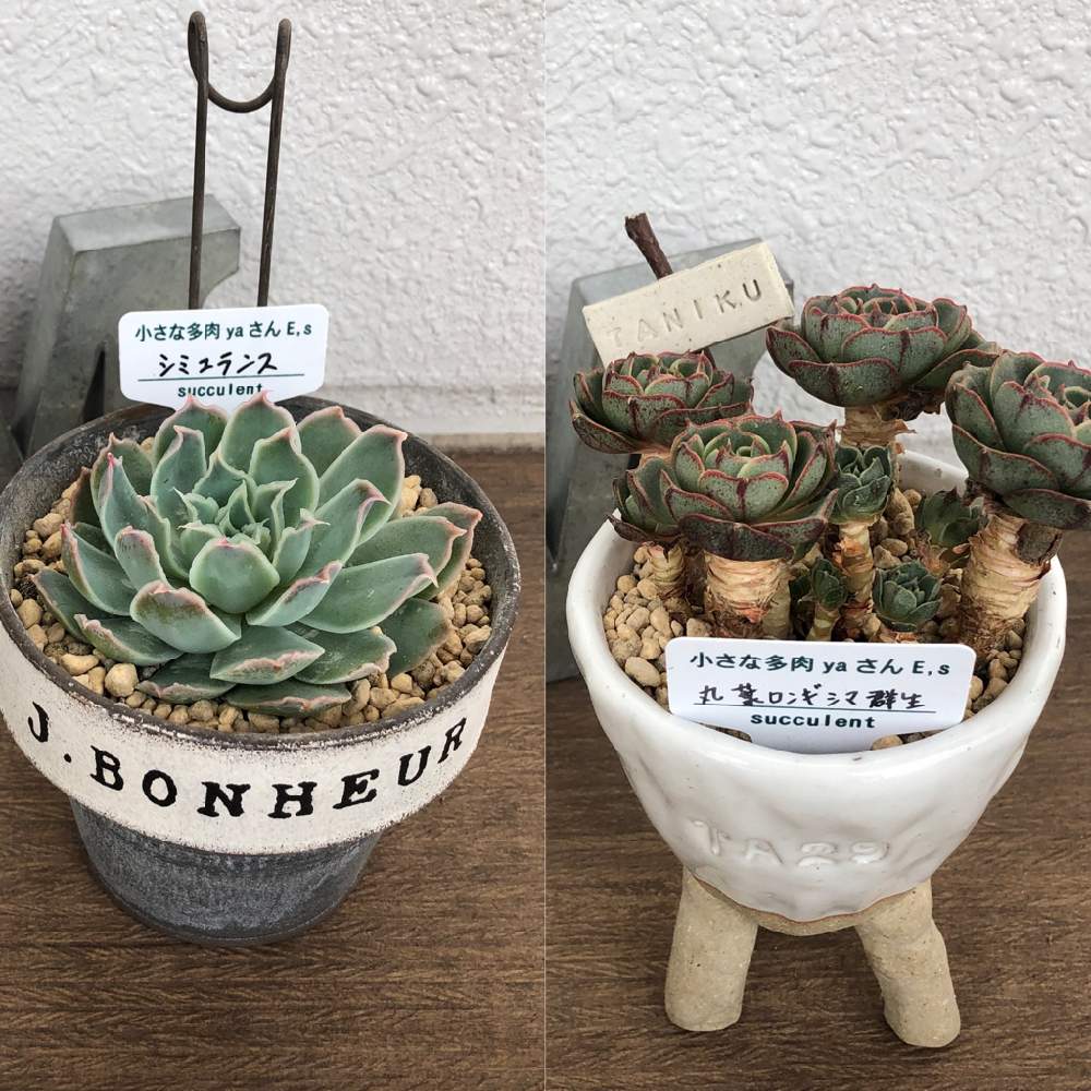 丸葉ロンギシマの投稿画像 By ハイタワーさん シミュランスと欲しかったやつぅ と作家鉢と寂しさ 多肉数と多肉女子とemiさん苗と韓国苗と初めてのタイプと多肉愛 19月12月15日 Greensnap グリーンスナップ