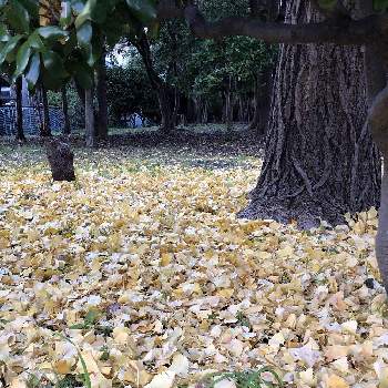 銀杏の落ち葉の画像 by ピコたんさん | 銀杏の落ち葉