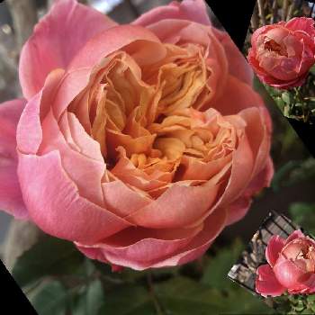 薔薇　ミヤビの画像 by mutsuchiyanさん | 小さな庭と薔薇　ミヤビと挿木　薔薇と開花と癒しと愛しいとありがとうと美しいと薔薇挿し木と楽しみと挿し穂とGreenSnapmarcheと休日のひと時と香りと可愛いとガーデニングと花のある暮らしと薔薇　蕾とGREEN UP!