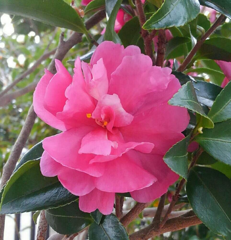 ピンクの花の投稿画像 By Conoha さん 冬の花とかわいい とお名前は と公園の花とふんわり 19月12月15日 Greensnap グリーンスナップ