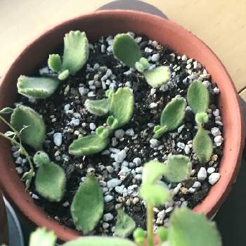 熊童子挿し木の投稿画像一覧 Greensnap グリーンスナップ