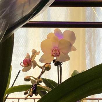 ミキスマイルの画像 by 蘭ニックさん | 窓辺とミキスマイルと窓辺の植物と緑のある暮らしと仕切り直しと緑の初心者と洋蘭チャレンジと花のある暮らしと西洋蘭とただいま開花中！