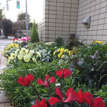 アキレア ノブレッサの投稿画像一覧 Greensnap グリーンスナップ