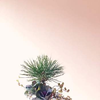 マツ科マツ属の画像 by おたまちゃんさん | インテリアと♯葉牡丹とマツ科マツ属と☆ワイヤープランツと冬支度とお正月とマインドフルネスと苔玉と花のある暮らしと石川県といやし♪とお正月苔玉