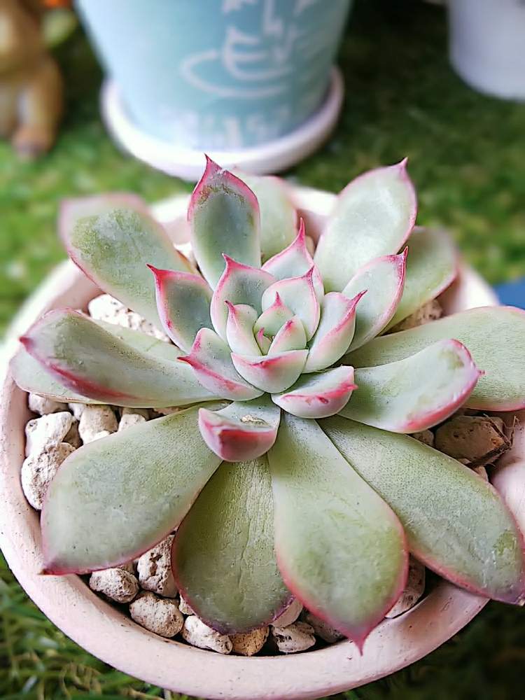 花うららの投稿画像 By ぷにさん バルコニー ベランダと花うらら とダイソーとお気に入りと初心者と東京と自作リメイク鉢とエケベリア属と多肉 女子とタニラーと可愛いと癒し と多肉初心者とリメイク鉢と花うらら とダイソーとお気に入りと初心者と東京と自作リメイク