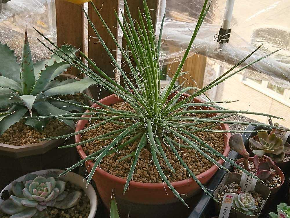 アガベ ジェミニフローラ｜🍀GreenSnap（グリーンスナップ）