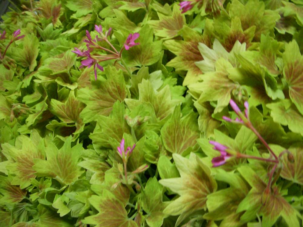 モミジバゼラニウム ピンクファイヤーの投稿画像 By Onoe Green Farmさん 綺麗な色 と花のある暮らしとgs映えとモミジバゼラニウムの花 19月12月16日 Greensnap グリーンスナップ