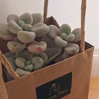 ふかこーりょくの投稿画像一覧 Greensnap グリーンスナップ