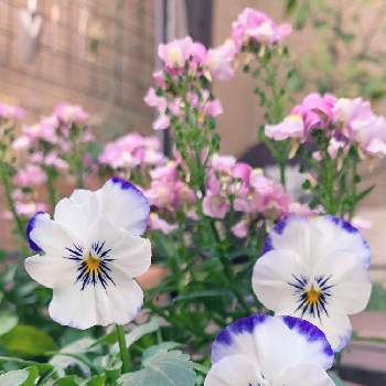 食べられた〜の画像 by Junさん | 小さな庭とビオラとネメシアと色とりどりとピンクの花と冬の庭とつぎつぎと!と花のある暮らしと白い花と良い香りと食べられた〜