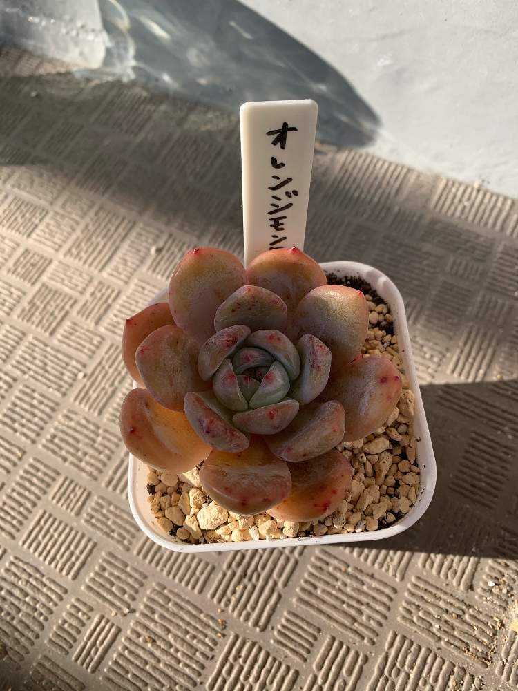 オレンジモンローの成長記録｜🍀GreenSnap（グリーンスナップ）