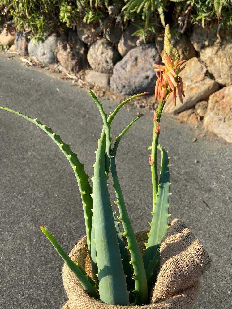 初アロエ Greensnap グリーンスナップ