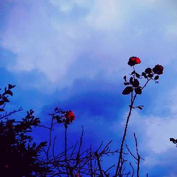 薔薇は憧れの画像 by サタティさん | 自宅近くにと薔薇は憧れと高槻市と絵画のようにと葉の色合いと昼下がりのときと空のすがた