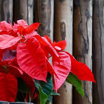 サッポロファクトリーの投稿画像一覧 Greensnap グリーンスナップ