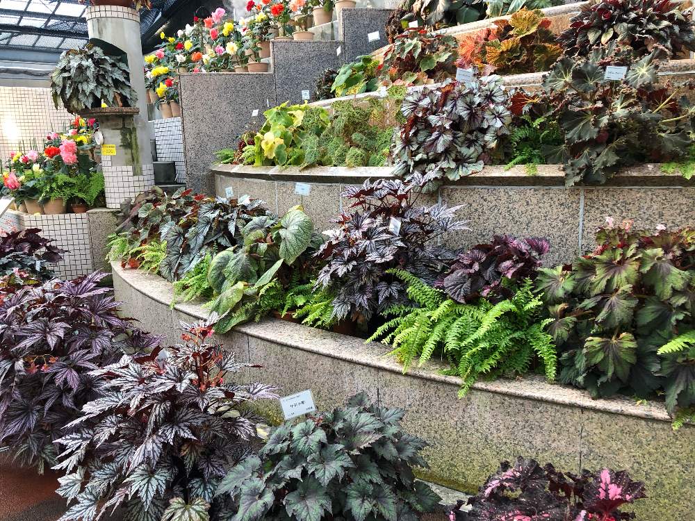 広島市植物公園 季節は秋から冬へ Greensnap グリーンスナップ