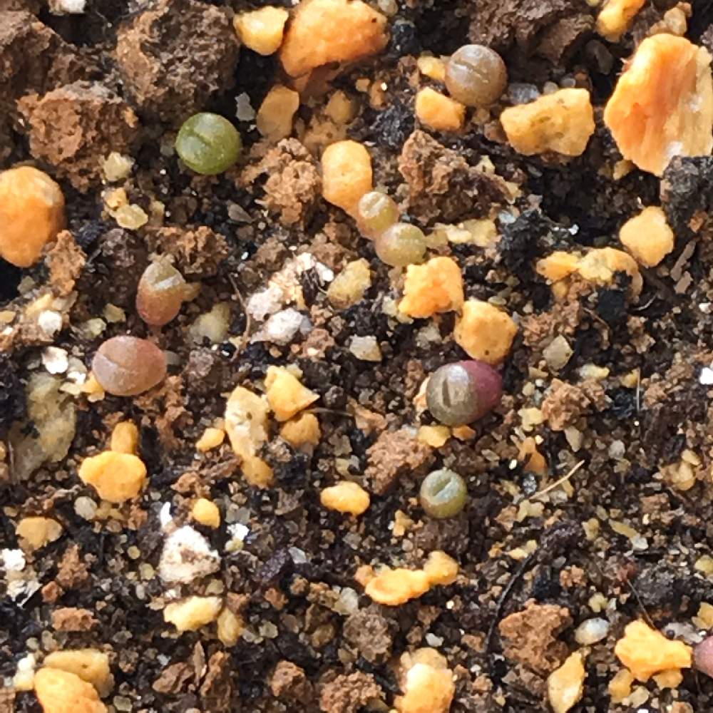 リトープス発芽日記 Greensnap グリーンスナップ