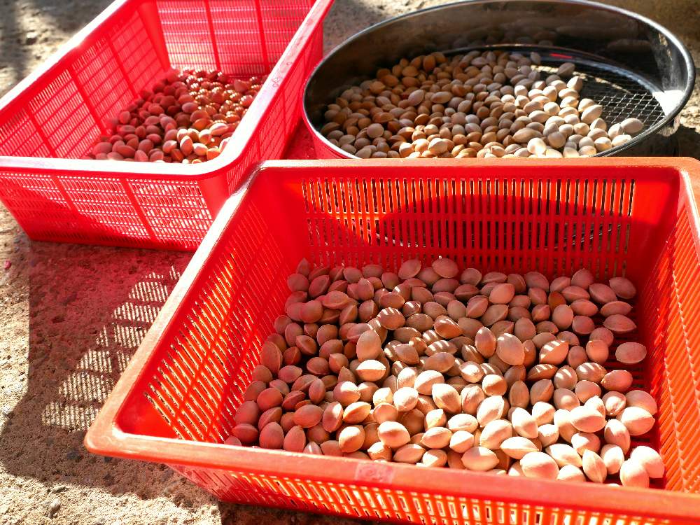 銀杏 ぎんなん の投稿画像 By ホイミさん イチョウの実と銀杏の実と求む太陽とギンナン拾い 19月12月17日 Greensnap グリーンスナップ