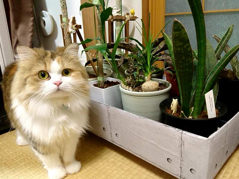 ねこちゃんの投稿画像 By ぐる さん サンセベリアと猫と植物と東京と東京都と猫と暮らすとサンスベリア ハリー ベースボールバットと部屋とねこちゃん と 猫と植物と東京と東京都と猫と暮らすとねこちゃん 19月12月17日 Greensnap グリーンスナップ
