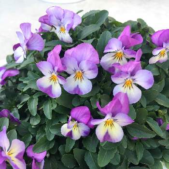 ビオラ ピンクレモンリップの投稿画像一覧 Greensnap グリーンスナップ