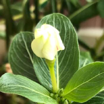 ニチニチソウのツボミの投稿画像一覧 Greensnap グリーンスナップ