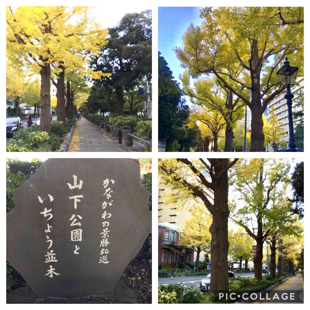 みなとの風さんの山下公園への投稿