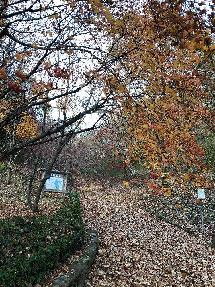 広島市植物公園 季節は秋から冬へ Greensnap グリーンスナップ