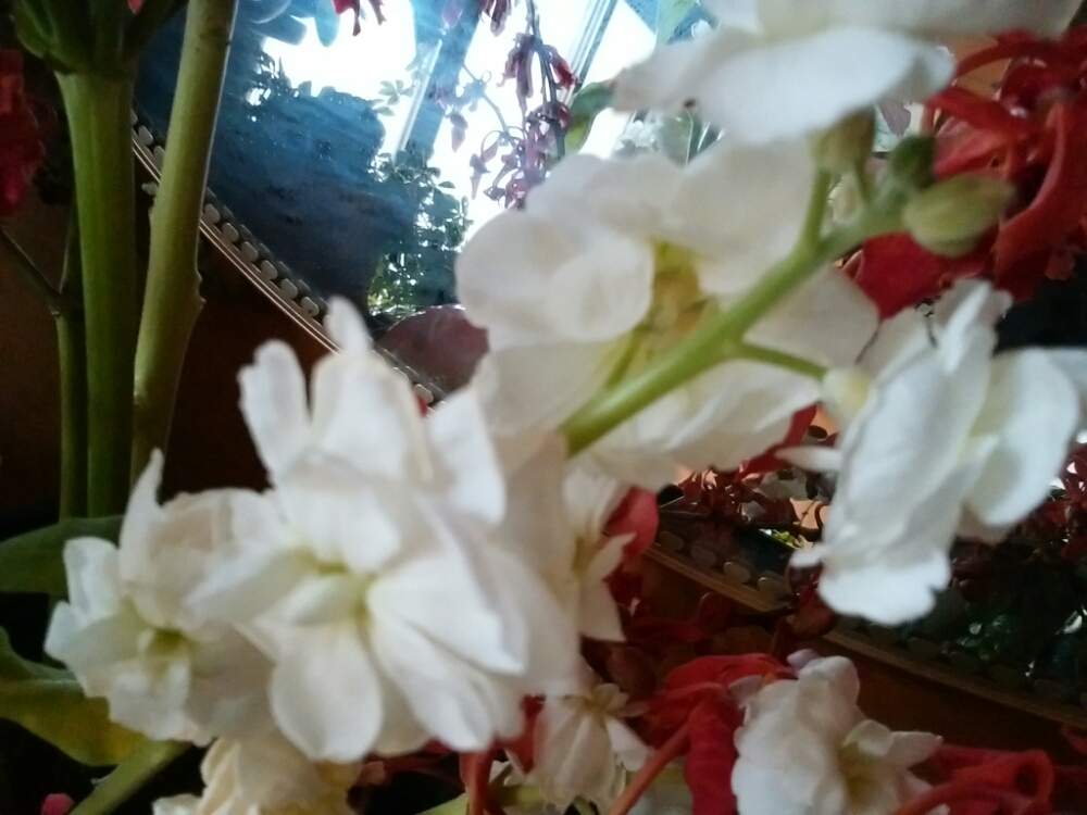 ストックの投稿画像 By Moonさん 白い花と冬の花と実家にてと変な虫 19月12月17日 Greensnap グリーンスナップ