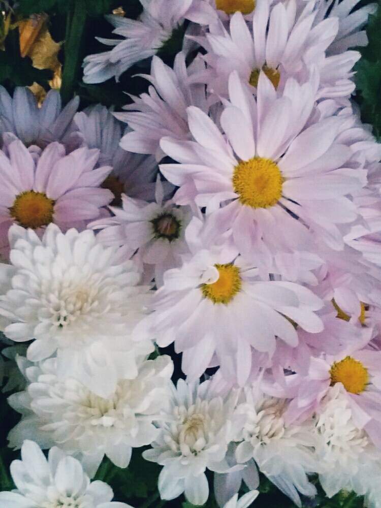 白い 菊が赤くなる 2986 白い 菊が赤くなる 白い 菊が赤くなる 2986 白い 菊が赤くなる