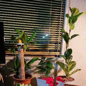ポインセチア プリメーロジングルベルの画像 by kanakoさん | 植物と暮らすと観葉植物とポインセチア プリメーロジングルベルと@コーヒーの木と観葉植物初心者と幸福の木（ドラセナマッサン）と観葉植物のある暮らしとクリスマスカラーとエアプランツとポインセチアフォトコン