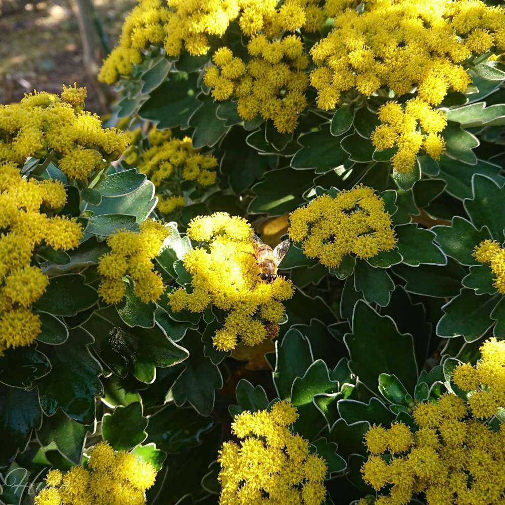 イソギクの投稿画像 By Hideさん 黄色い花と多年草とほったらかしとガーデニングと花のある暮らしと咲いた 19月12月17日 Greensnap グリーンスナップ