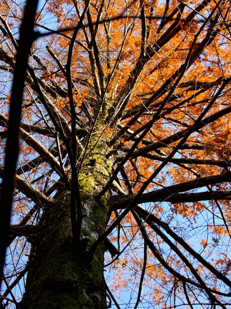 メタセコイアの葉の投稿画像 By Minoさん 公園の樹木と東山植物園と樹木と美しい樹木と樹木図鑑と植物園と木本類 19月12月17日 Greensnap グリーンスナップ