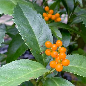 千両の実 の投稿画像一覧 Greensnap グリーンスナップ