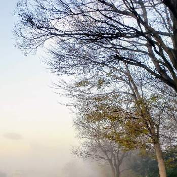 霧の中の画像 by なつ子さん | お出かけ先とたにおたくらぶとバラと夢CLUBとひやみかち首里城！と霧の中となつ子の散歩
