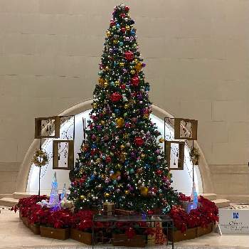 クリスマスツリー の投稿画像一覧 Greensnap グリーンスナップ