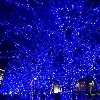 青の洞窟の投稿画像一覧 Greensnap グリーンスナップ