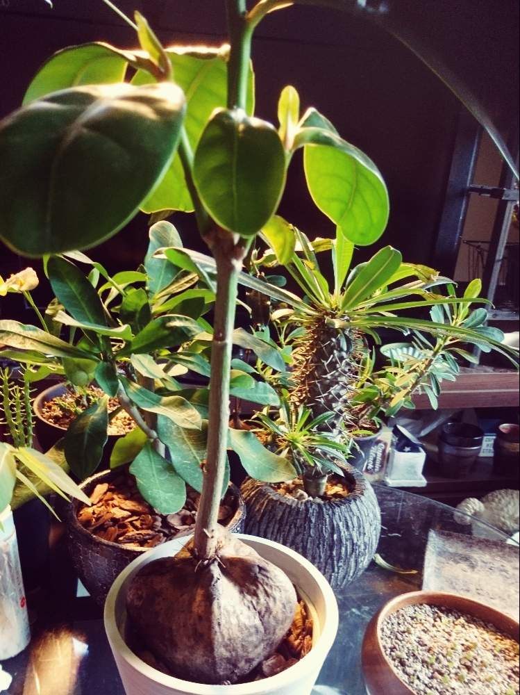 バリントニアの投稿画像 By テリーマンさん ゴバンノアシ 碁盤の脚 と観葉植物と観葉植物 19月12月18日 Greensnap グリーンスナップ Greensnap グリーンスナップ