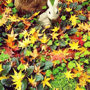 散り紅葉の画像 by ひかりーさん | 小さな庭と西側ガーデン。と散り紅葉とステキ☆と頑張れ♡えっことかわいい❤と秋色