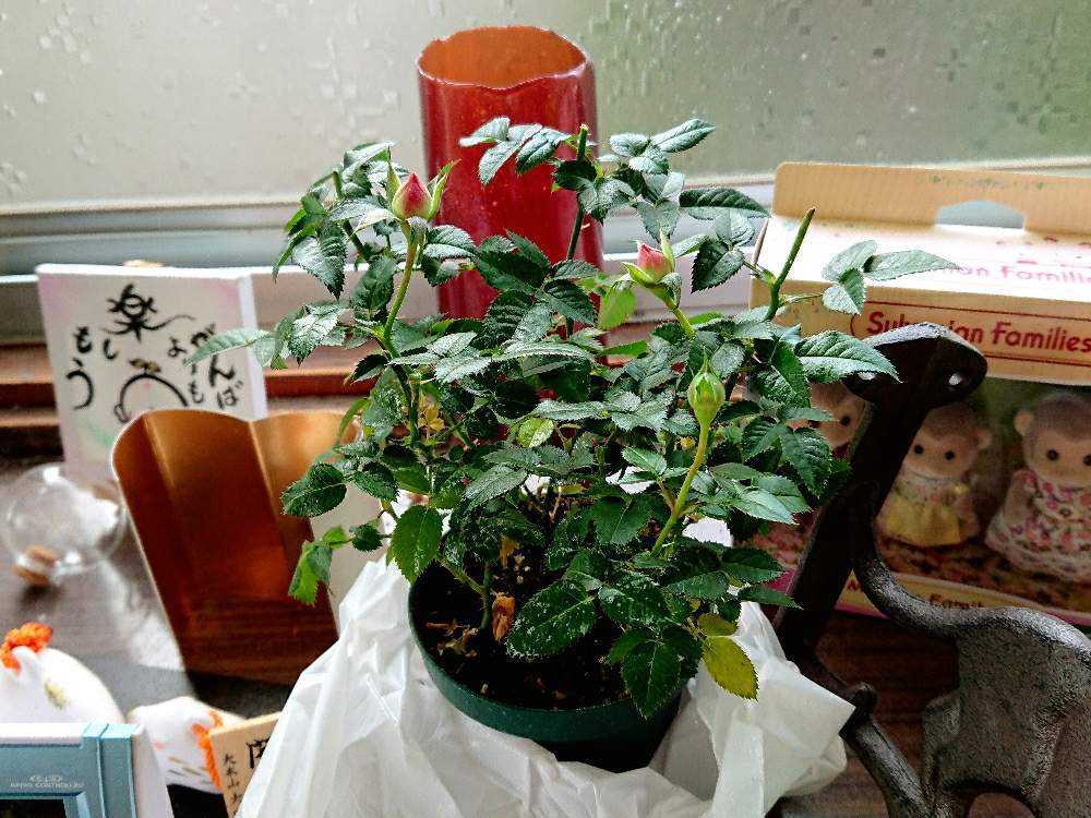 バラをじゃがいもに刺したらどうなるの Greensnap グリーンスナップ