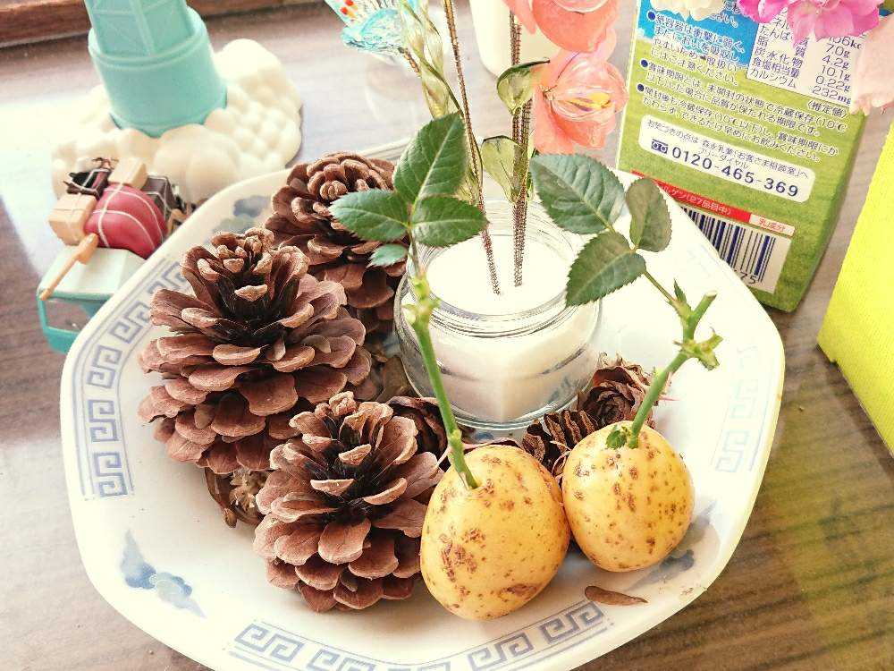 バラをじゃがいもに刺したらどうなるの Greensnap グリーンスナップ