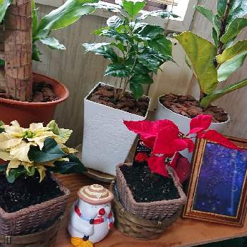 ポインセチア プリメーロジングルベルの画像 by kanakoさん | 部屋とコーヒーの木とマッサン(幸福の木)とポインセチア プリメーロ・ジングルベルとフィカスバンビーノとゲブラポインとポインセチアフォトコンと植物と暮らすと観葉植物とポインセチア プリメーロジングルベルと@コーヒーの木と観葉植物初心者とエコプラントと幸福の木（ドラセナマッサン）と観葉植物のある暮らしとクリスマスカラー